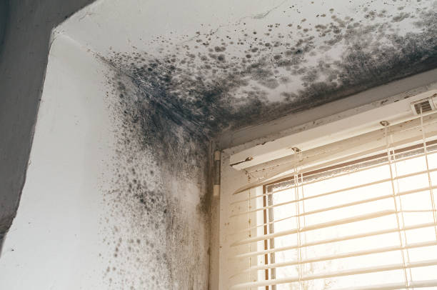 Affordable Mold Remediation solutions in Commerce City, CO